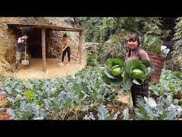 Harvesting cauliflower, building wild pig shelters, the process of domesticating wild pigs