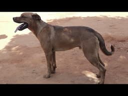 Cachorro mais brincalhão que já conheci