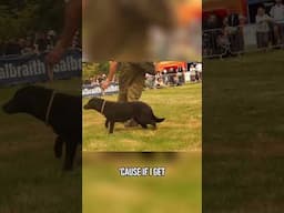 Does Your Dog PULL On A Lead?