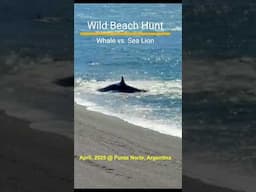 Wild Beach Hunt:  Whale vs. Sea Lion  #Wildlife