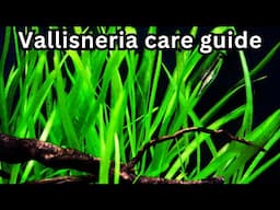 ULTIMATE Vallisneria care Guide | Everything you need to keep Valis green and healthy!