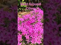 CREEPING PHLOX Best Ground Cover #shorts #flower #plants