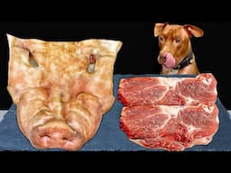ASMR MUKBANG PITBULL EATING RAW FOODS PIG FACE SKIN RABBIT HEAD WAGYU BEEF