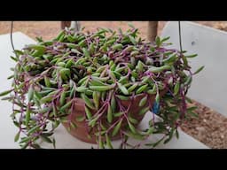 COMO REPLANTAR O COLAR DE RUBIS morenaflor e cactos 🌵