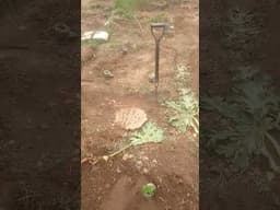 ugu transplant morning