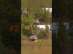 If You HAD to Pick, Which Caribou You Choosing? #wildlife #animals #caribou #question #shorts