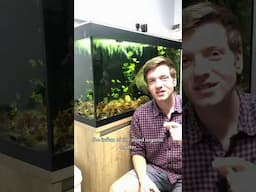 Adding botanicals to an established aquarium, home to knifefish