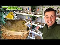 A FLYING Start! | Breeding British Birds S5:Ep1