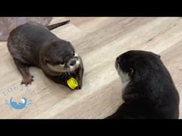 The Glaring Mother Otter is Terrifying.