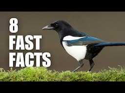 Fascinating Facts about Magpies!