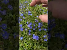 The Perfect (Evergreen) Groundcover? #horticulture