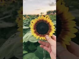 One of the Joys of Gardening #gardening #growhoss #sunflower  #growyourownfood #shorts #youtube