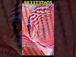 CHAMPION BLOODLINE ALTUM FLORAS @ AQUADISKUS #discusfish #aquarium #shorts #youtubeshorts