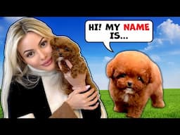 Meet my new puppy! 🐶and I had my FIRST kiss with the playboy!
