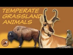 Animals of the Temperate Grassland Biome 🦊 Red Fox, Prairie Dog, Bison, Hares