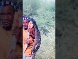 Hadzabe Father and Son enjoy Big Dinner 😱 #hadzabe #hadzatribe #africa