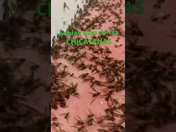 ¿Sabías esto de las CHICATANAS 🐜?