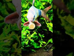 Fishy DINNER #exoticaquariumfish #fishaquarium #fishtank #aquarium #aquaticpets #fish #fishfood