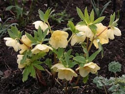 Steve Bustin - Chair of Britain's Hardy Plant Society in conversation