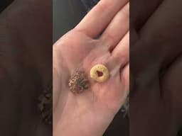 Chameleon is as small as a Cheerio