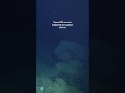 How many fish did you see? #DeepSea #OceanLife