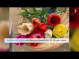 Take a trip to Wicked Tulips in Exeter, Rhode Island