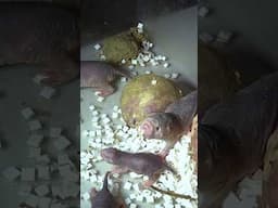 Lab life behind the lens ep3 #AnimalResearch #AnimalTesting #LabLife  #Science #NakedMoleRat