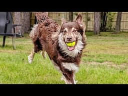 Unleashing The Dog In the Yard! So Much Room For Activities!