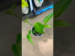 I CANNOT believe I found these plants today! #houseplants #plantshopping #rareplants
