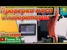 Мясо верблюда в лаборатории. Всё гораздо сложнее, чем вы думаете! Зачем растягивать мясо?