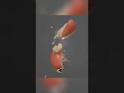 Exploding An Apple Without Touching It
