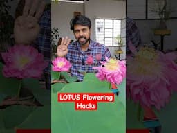 3 Lotus Plant Flowering Hacks
