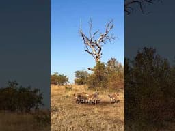 Hyenas Swarm Lion Kill Site!