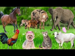 Funny Farm Animals: Goat, Kitten,Chicken, Duck, Rabbit, Sheep, Pig, Dog – Animal Videos