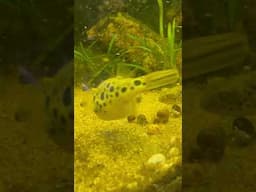 Spotted Congo Puffers, everyones favorite fish…except snails 🤭