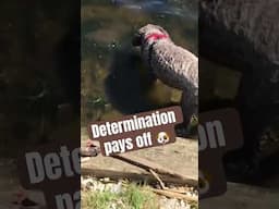 Labradoodle vs Pesky bottle 🐶 #labradoodles #australianlabradoodle