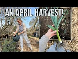A SUCCESSFUL APRIL HARVEST! / ALLOTMENT GARDENING UK