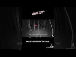Is it Bigfoot?