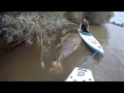 10 CRAZIEST Amazon Rainforest Animals!