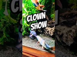 Aquarium CLOWN SHOW #exoticaquariumfish #fishaquarium #fishtank #aquarium #fish#exoticaquariumfish