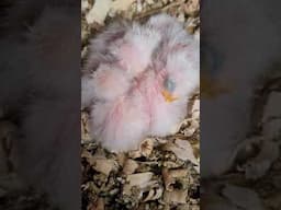 A bundle of 1 week old Bourke Parakeets #birds #bourkeparakeets