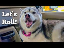Our Dogs Don't Want to Go Back Home!  Time to Pack up Camp!