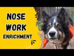 Find the Scent! A Nose Work Enrichment Game