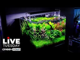 🔴LIVE Planted Aquarium with Lo-Fi Chill Music🍀🎵 | Green Aqua Live Stream #6