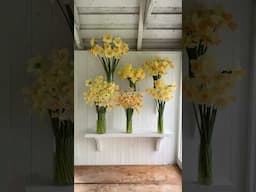 Peach & Buttercream Daffodils