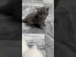Kitten meowing cute persian blue grey shade