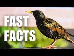 Fascinating Facts about Starlings!