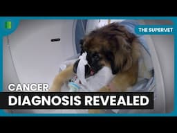 Zola’s Bone Cancer Diagnosis Revealed | The Supervet | Documentary