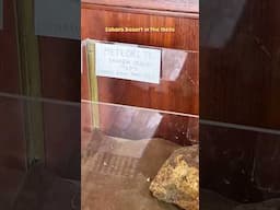 A meteorite at the antique store? 🪨☄️🤔