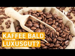 Kaffee-Krise trifft RABATT-Wahnsinn – was steckt dahinter? | mex